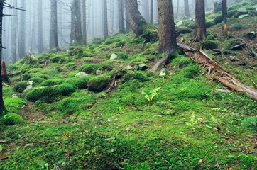 Raamstickers Beautiful summer forest mountain path © Dolnikov