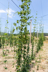 Fototapeta na wymiar Plantation growing hops in Bulgaria. Thousands of hop plants, th