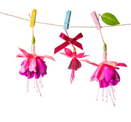 beautiful colorful fuchsia flowers handing on rope with clothesp