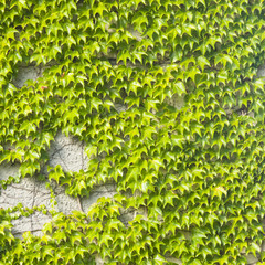 Old stone wall covered by Common or European Ivy, Hedera helix, background texture close-up,...