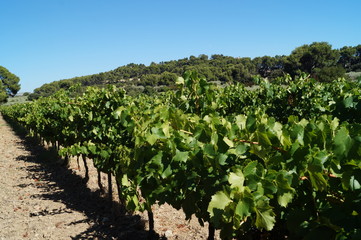 Fototapeta na wymiar vignes, éygalières