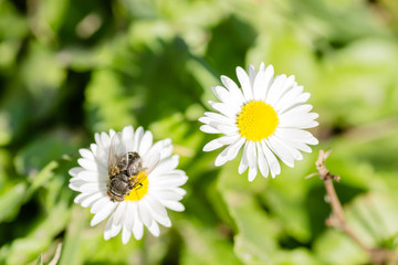 A fly on a flower chamomile