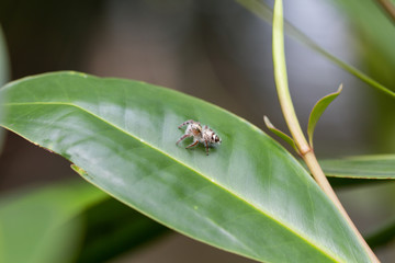 Macro White Island jumping spider on a green leaf