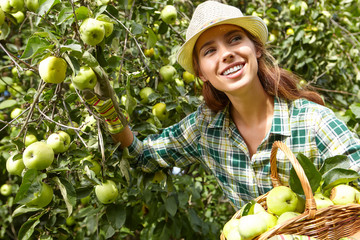 woman picking ripe organic apples in basket in orchard or on far