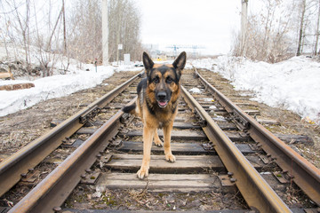 German shepherd dog on the railway road