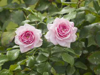 Flowers of pink rose in garden on a bush, close-up, selective focus, shallow DOF