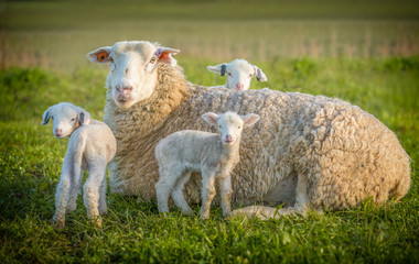 schapen en 3 lammeren