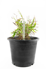 Small tree withered in pot with thermometer