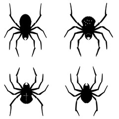 spider illustration