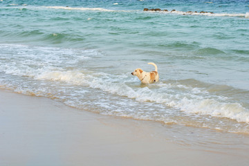 A beautiful young dog playing wave on the beach.