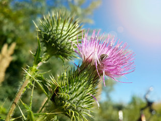 Beautiful purple burdock among green grass/Beautiful purple burdock among green grass