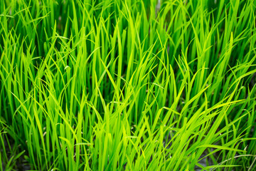 Thai Jasmine Rice plant in the field with flood water planting agriculture, Green Chlorophyll Organic food concept.