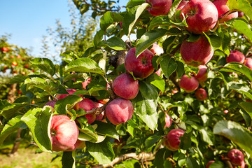 Shiny delicious apples hanging from a tree branch in an apple or