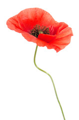 single red poppy isolated on white