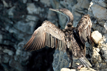 Kormoran mit ausgebreiteten Flügel