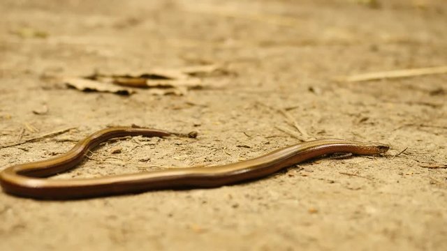 Slowworm (Anguis fragilis or blindworm) is slowly moving on dusty ground
