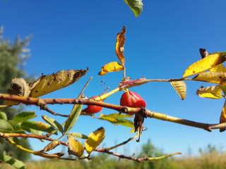 Beautiful ripe sweetbrier and blue sky/Beautiful ripe sweetbrier and blue sky