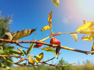 Beautiful ripe sweetbrier and blue sky/Beautiful ripe sweetbrier and blue sky