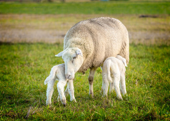 sheep and two lambs