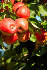 Red apples on apple tree branch