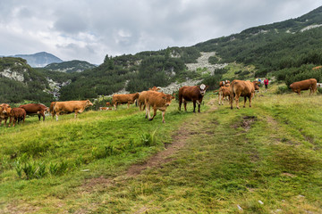 Fototapeta na wymiar Idyllic summer landscape in the mountains with cows grazing on f