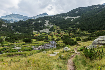 Fototapeta na wymiar Idyllic summer landscape in the mountains with cows grazing on f