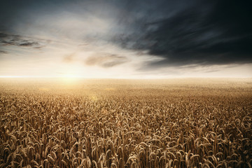 Golden wheat field with sun at the evening after storm