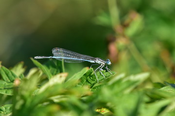 azure damselfly-coenagrion puella