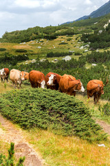 Idyllic summer landscape in the mountains with cows grazing on f