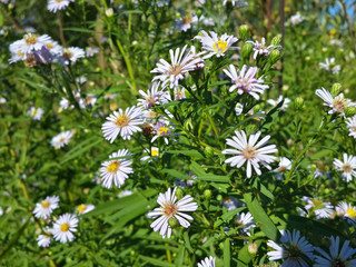 Beautiful wild white chamomile flowers/Beautiful wild white chamomile flowers