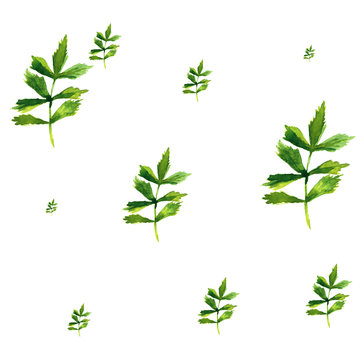 Watercolor seamless pattern with herbs and leaves.