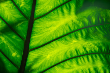 Alocasia leaf texture