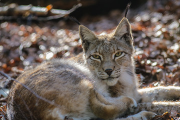 Europäischer Luchs