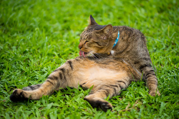 Naklejka na ściany i meble Thai cat in relaxing mood. 