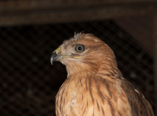 hawk head