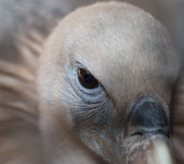 eye bird of prey