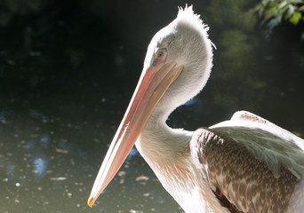 Pelican near water