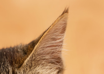 cat's ear