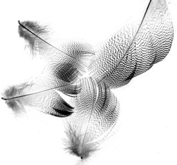 Fototapety  black feathers on a white background