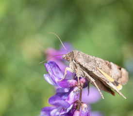 butterfly on a flower