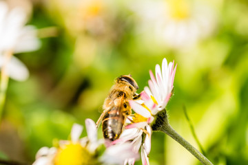 Bee on a flower chamomile