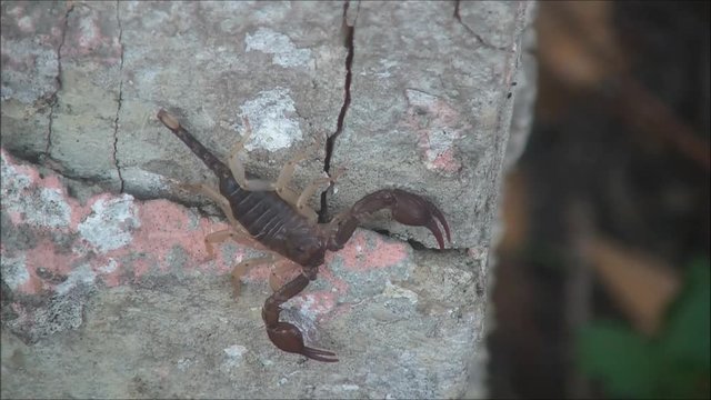 scorpion on the wall