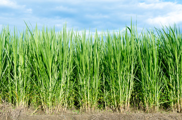Grass is food for pet background
