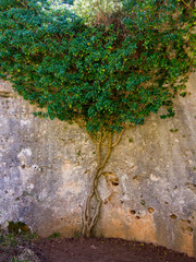 Vine on a granite rock in the field