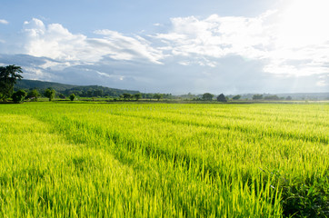 Fototapeta premium Green ear of rice in paddy rice field