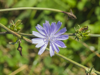 Common Chicory, Cichorium intybus, flower on stem with blurred background macro, selective focus, shallow DOF