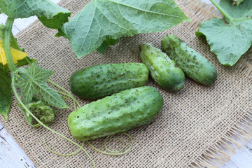 cornichons frais 13082016