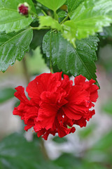 red flower at garden 