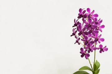 Orchid flower on white background.