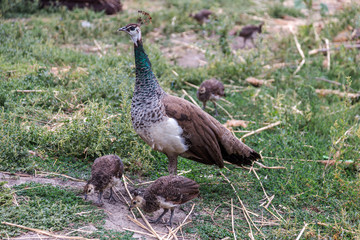 Fototapeta premium Family feeding peacocks in the wild. Mother walks with her peaco